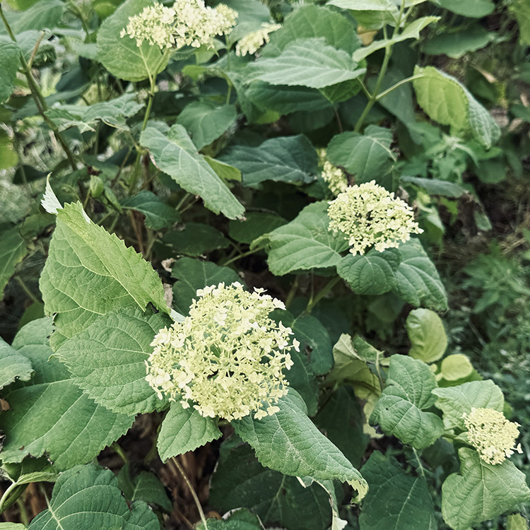 Вот такие скуденькие цветы были у меня раньше