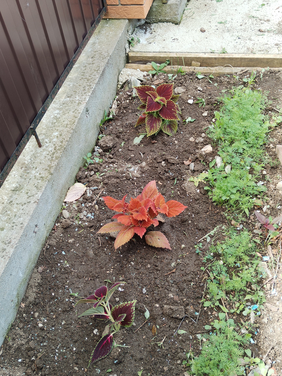 Колеусс высадила в клумб! 