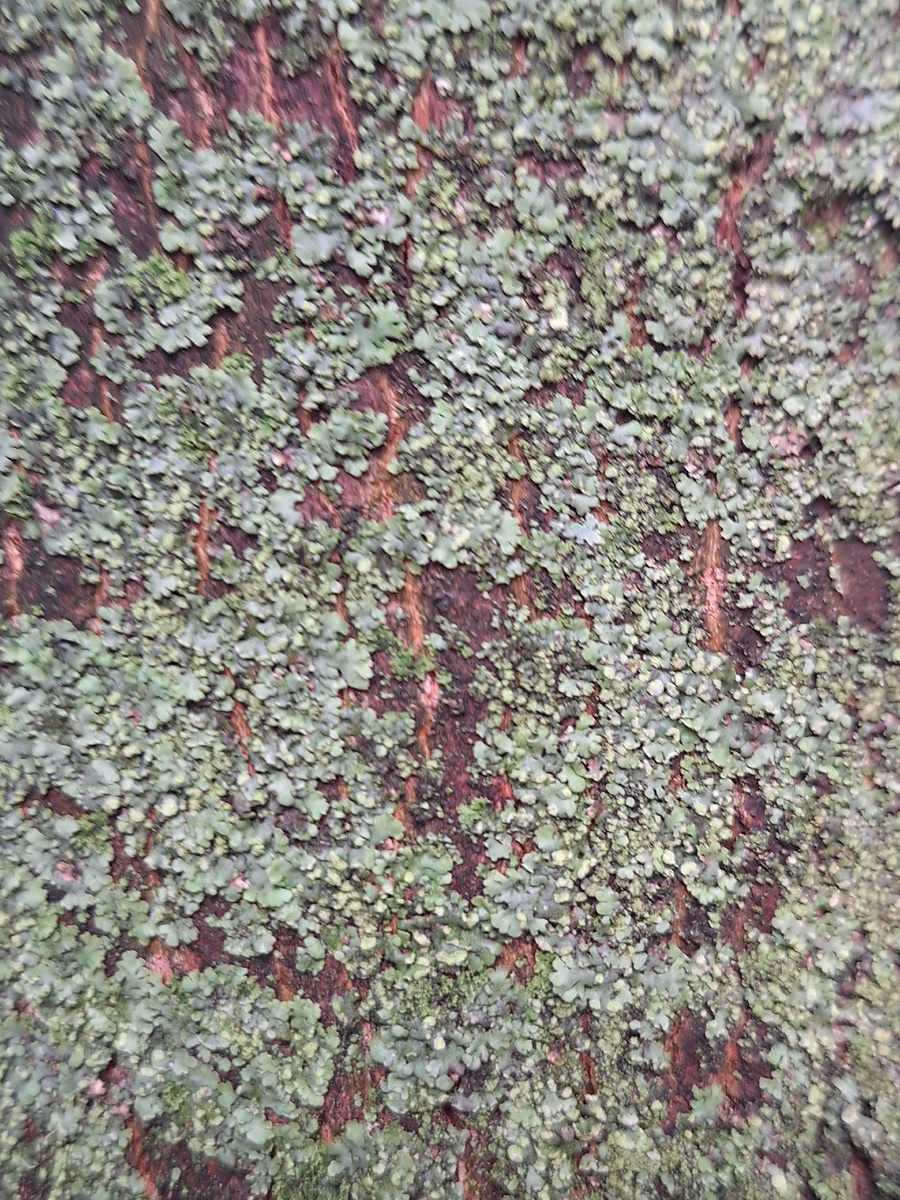 Фото - собственность автора канала "ТАК НАДО".