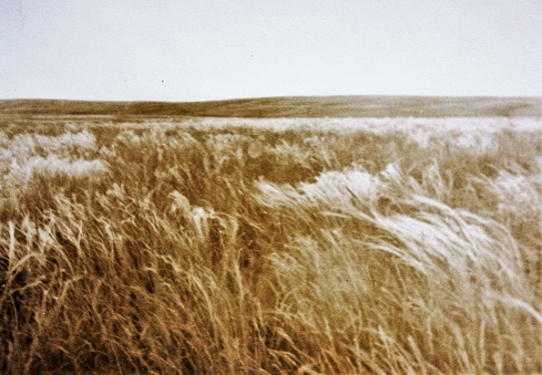 Фотографии Татьяны Немшановой. Степь Оренбургской области, Гайская степь. Ковышь, ковыльная степь.