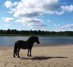 Фотографии Татьяны Немшановой. Конь. Река Ляпин. Хошлог. Западная Сибирь Приполярный Урал Зауралье Тайга Крайнего Севера ХМАО Югра. 