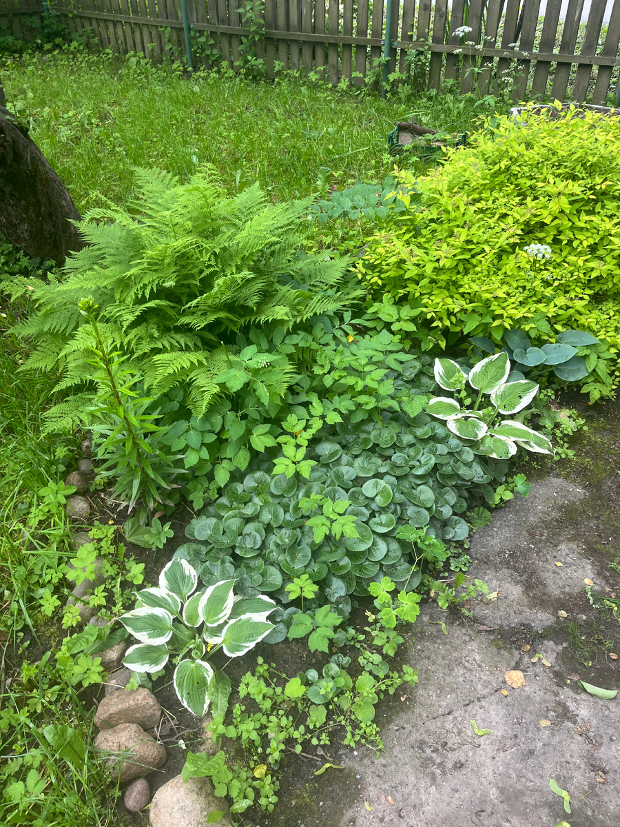 Идеальная клумба малоуходного сада. Хоста, копытень европейский, папоротник, спирея японская. 