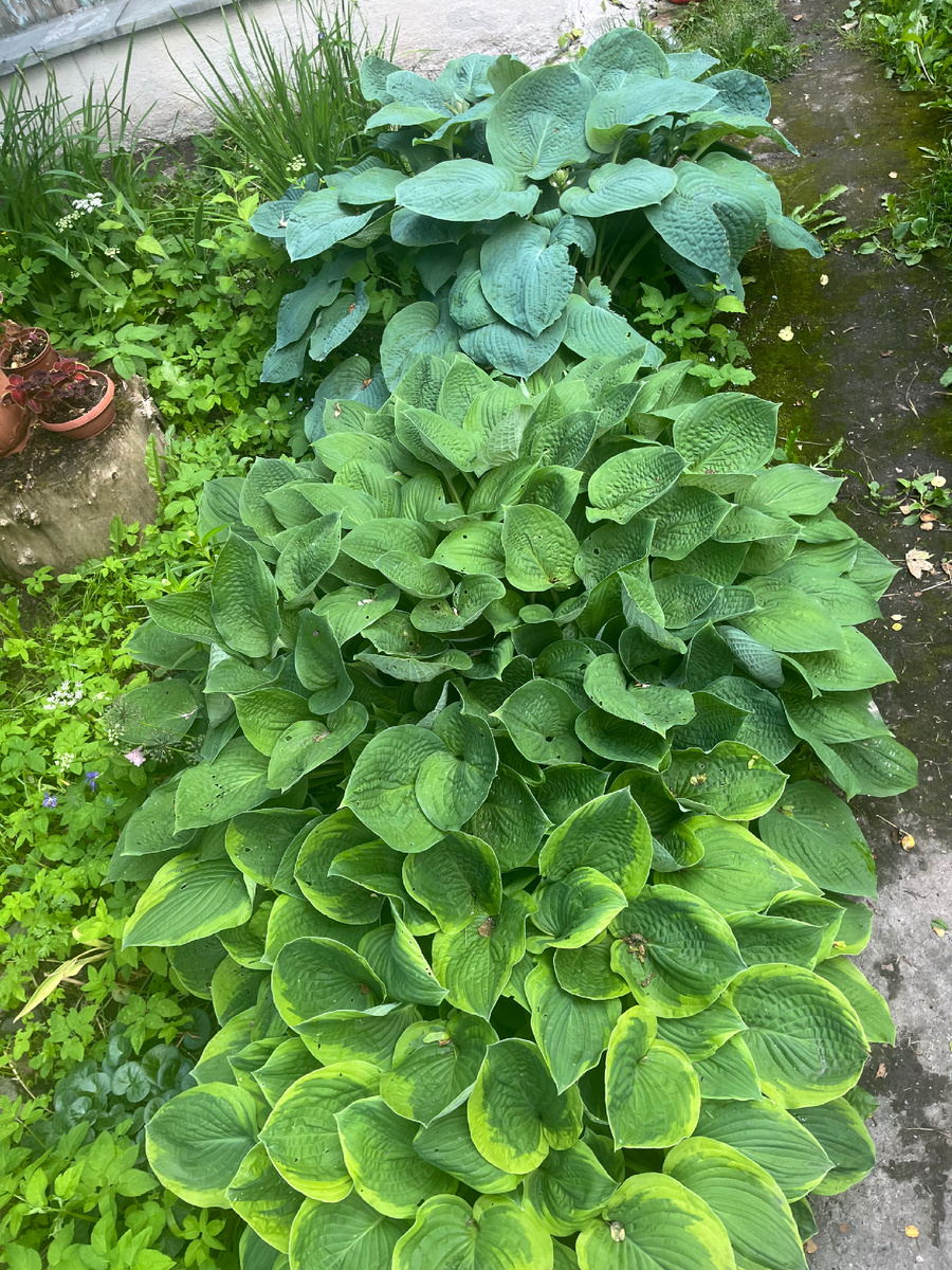 3 вида хосты в ряд