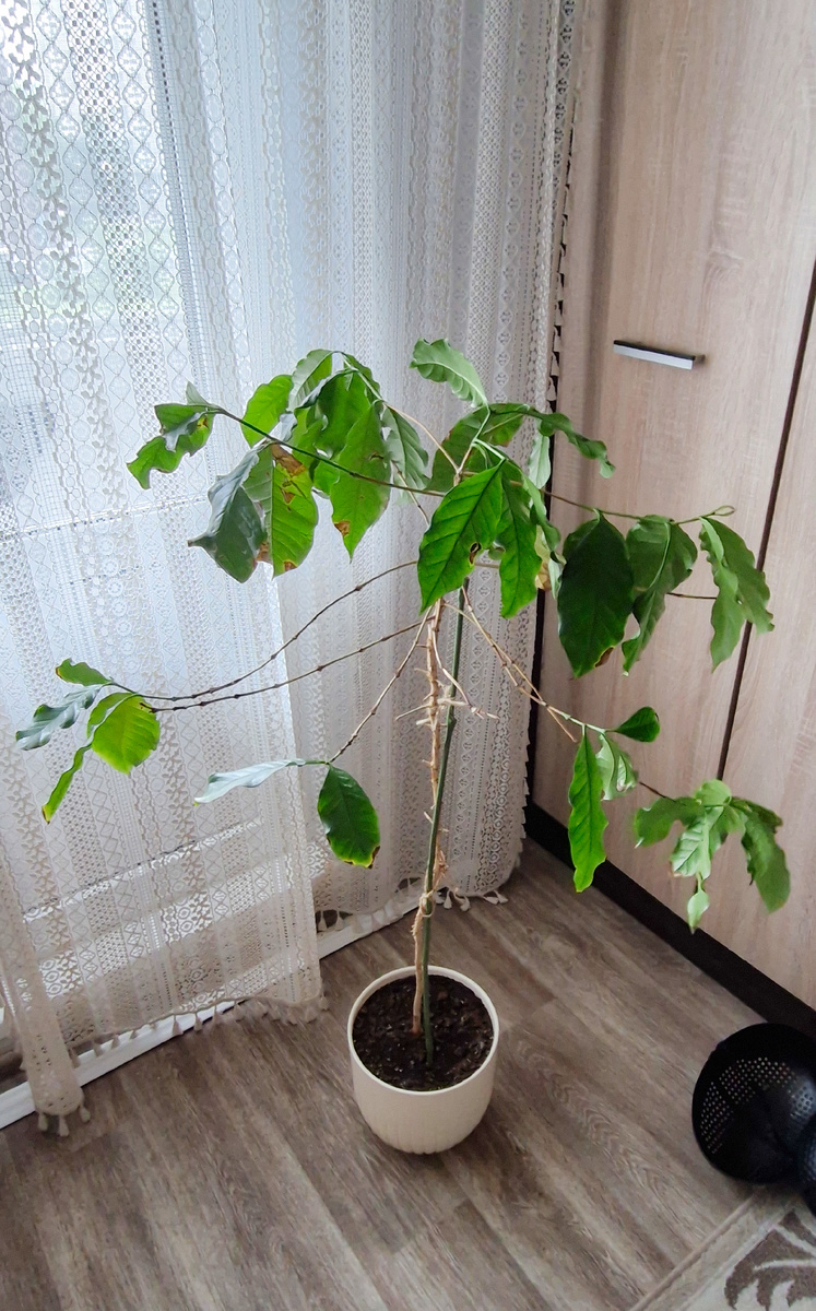 Много листьев с механическим повреждениями