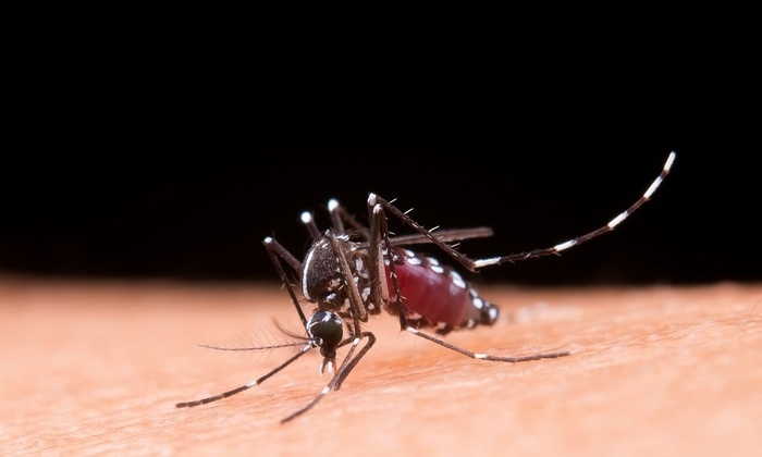    Лихорадка Ку, анаплазмоз, листериоз и церкариоз в Подмосковье