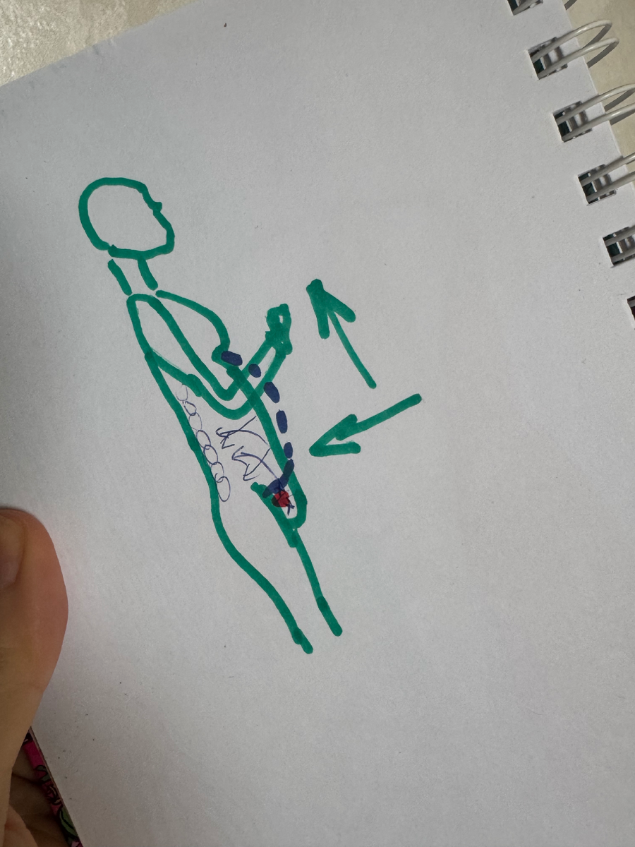 Живот надо в белье расположить так, чтобы там, где я поставила красную точку, не было складки, а животик лежал так, как я пунктиром нарисовала