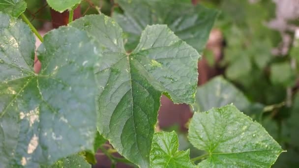 Солнечные ожоги