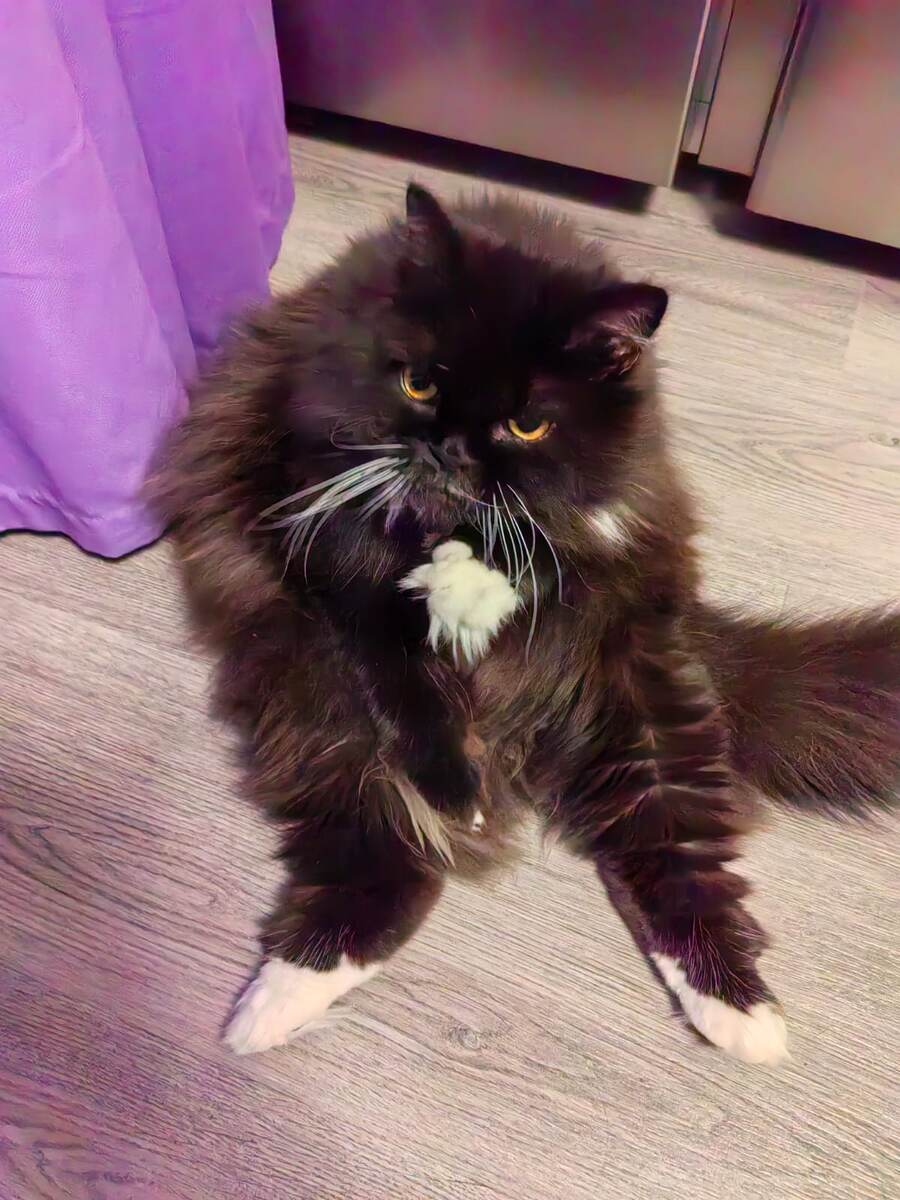 Дивы есть? А если найду?