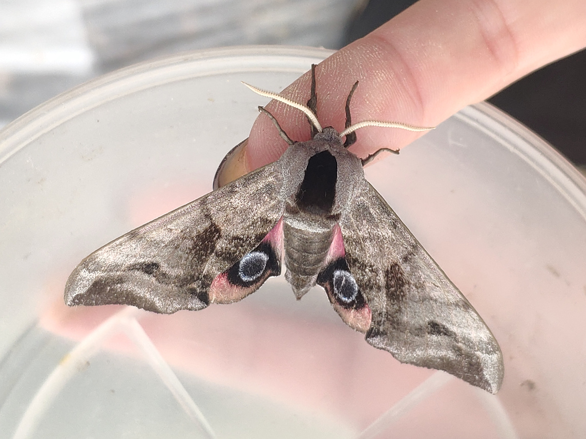 Тапкофото автора 