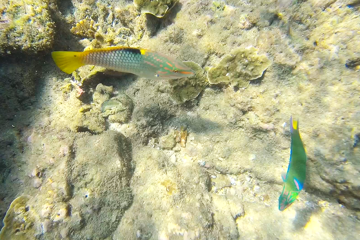 Рыбки в Андаманском море. Фото автора.