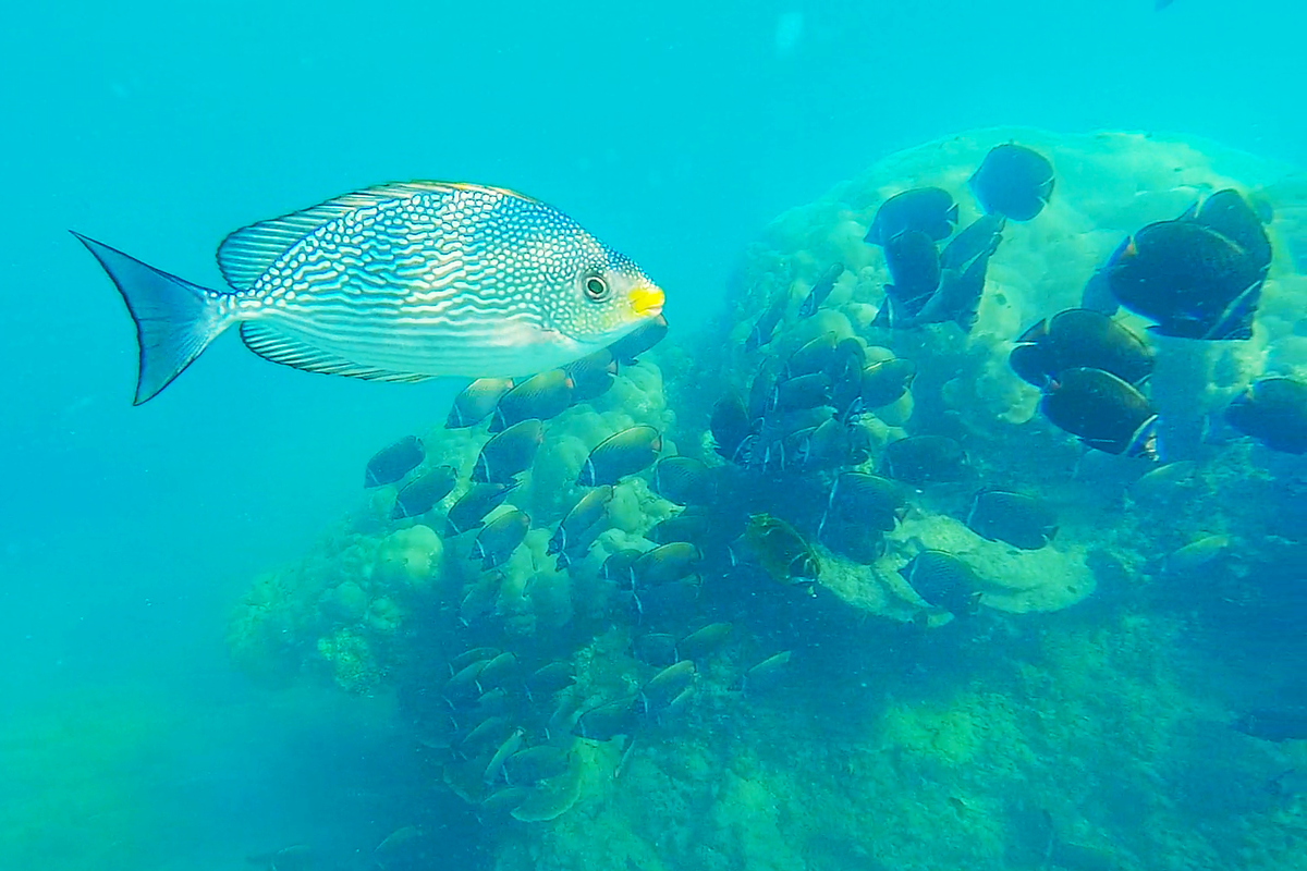 Рыбки в Андаманском море. Фото автора.