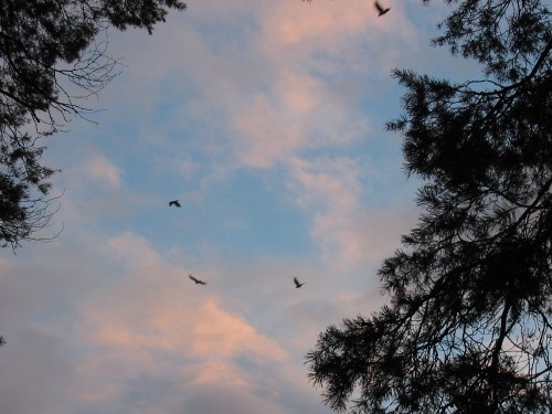 и только птицы видят всё 