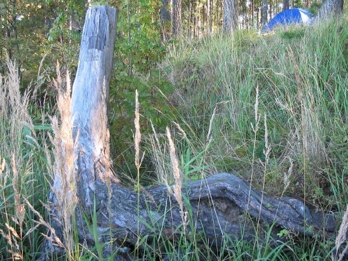 голубая коряга. Без светофильтров, реально голубая!