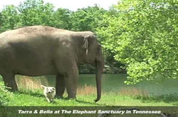 Тара и Белла стали лучшими друзьями.