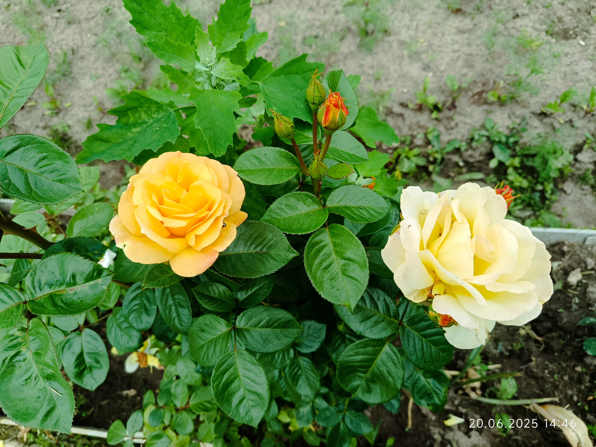 10 июня был самый первый цветок