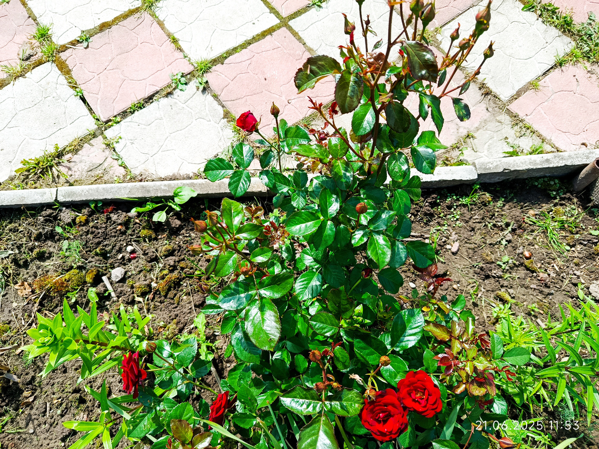 Клумба мужа 😁