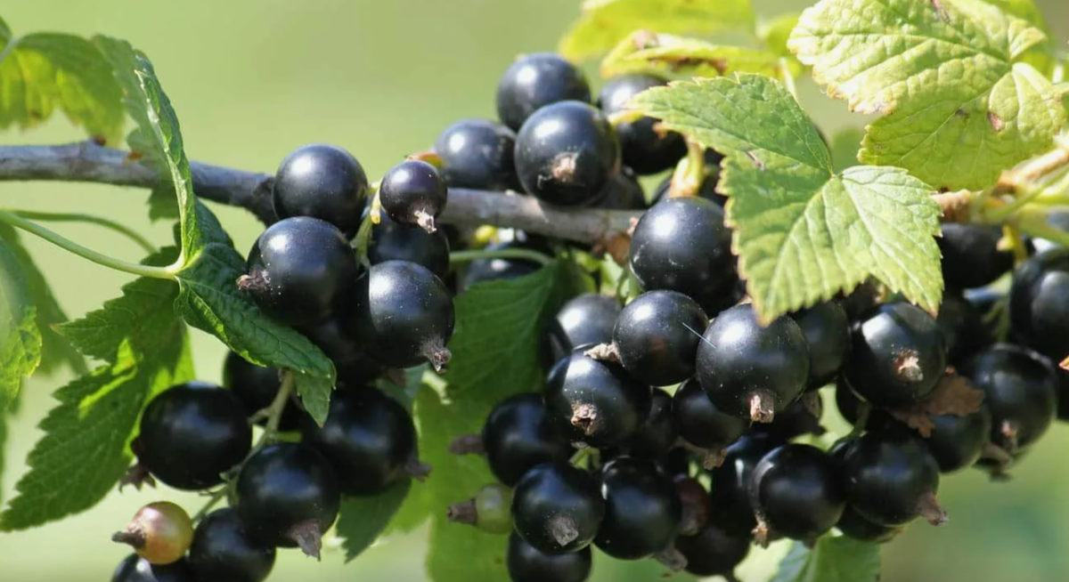 Середина июня — время, когда смородина активно наливает ягоды.