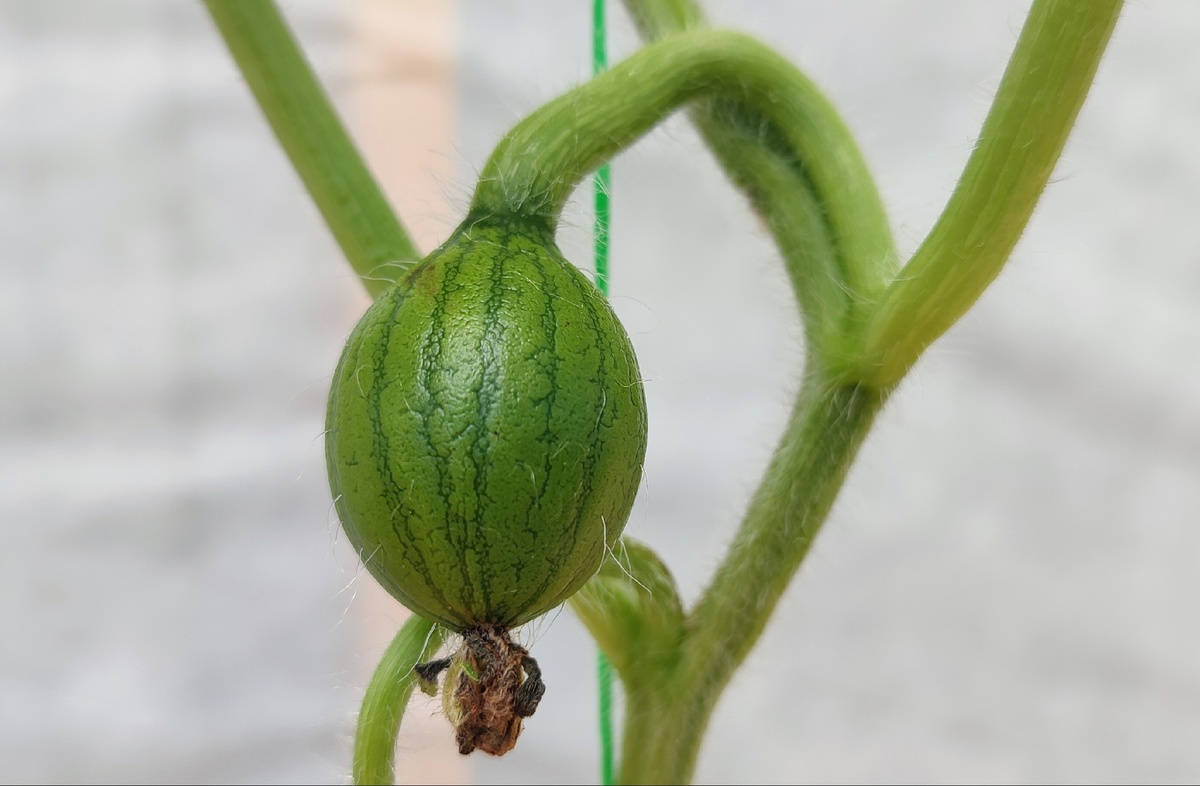А ведь на некоторых уже были такие хорошие завязи 😭
