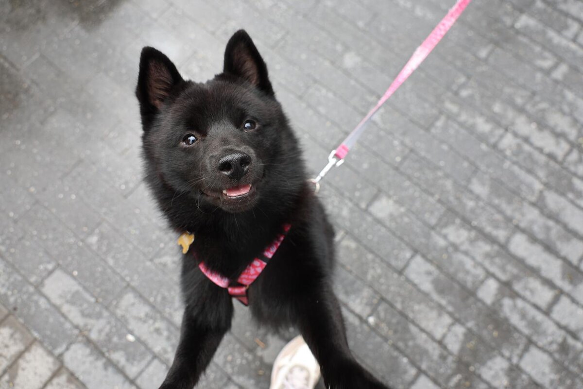 Мише 9 месяцев. Его порода называется шипперке. @Елена Купцова / Газета Metro