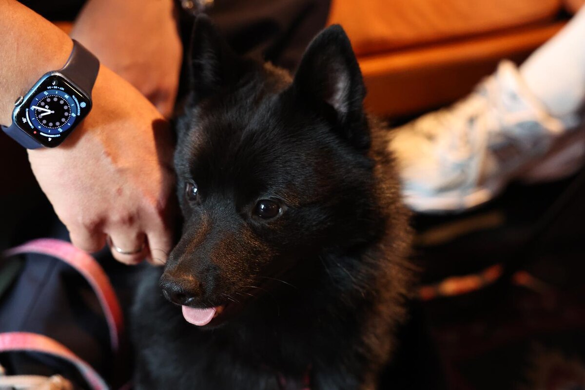 Мишка с удовольствием слушал наш разговор. Требовал лишь, чтобы мы не забывали его гладить. @Елена Купцова / Газета Metro 