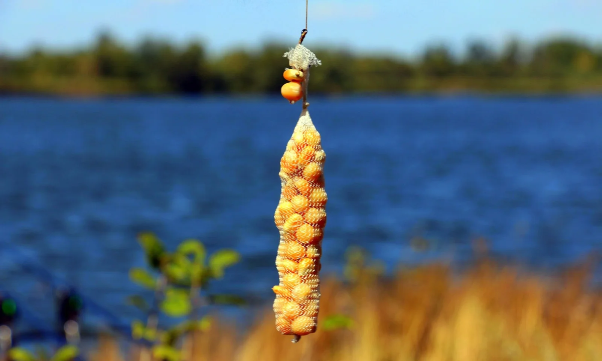 Фото с сайта: https://sazanya-bukhta.ru/wp-content/uploads/2020/09/Kukuruza-dlya-nasadki.jpeg