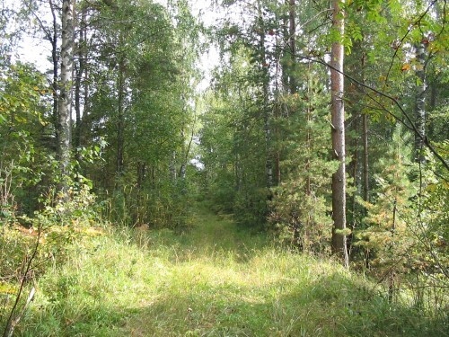 на самом деле это лесная дорога... там-то дорог нет