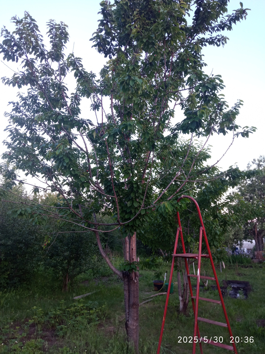 черешня "Валерий Чкалов"