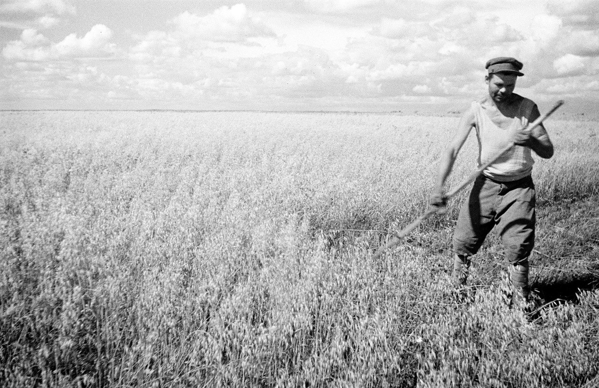 После окончания Великой Отечественной Войны СССР столкнулся с острой нехваткой зерна.