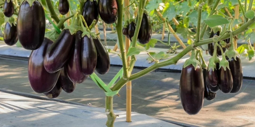 Баклажан. Как собрать 15 плодов с одного куста: секреты, которые не публикуют в книгах