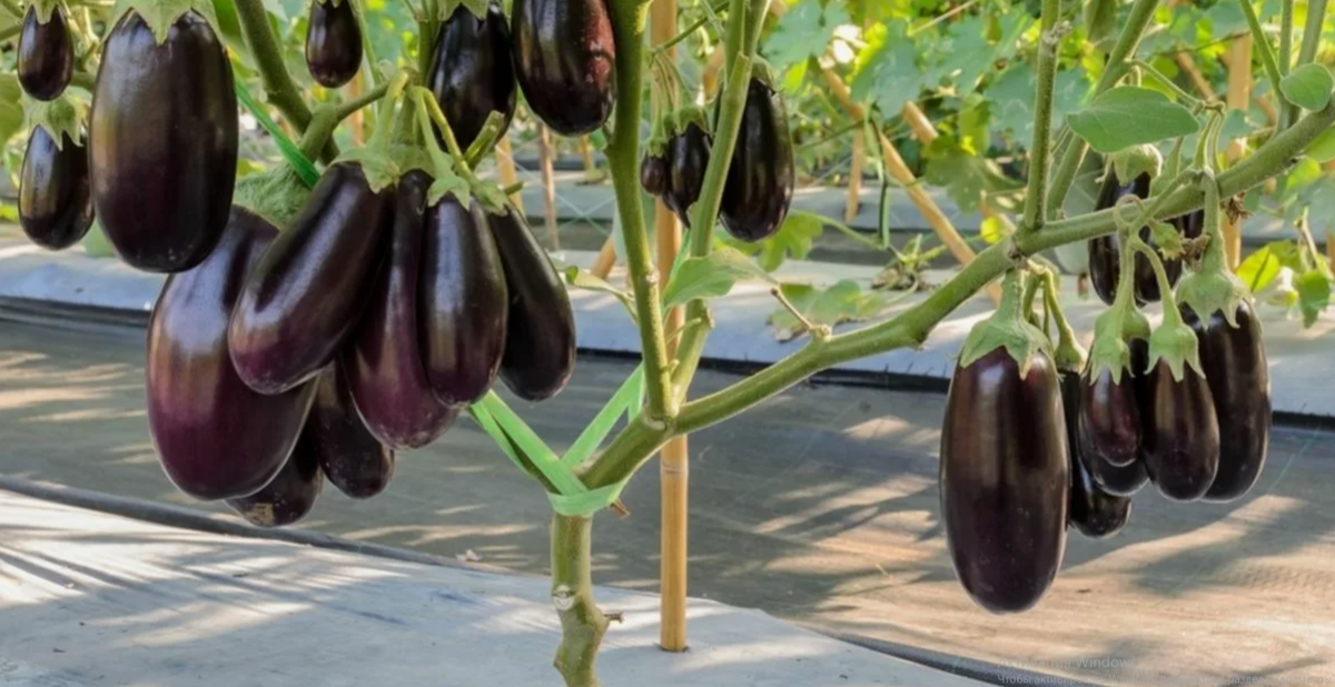 15 плодов с одного куста: секреты баклажанов