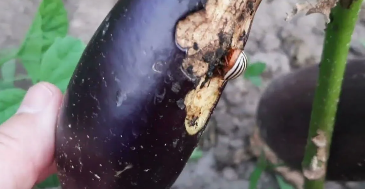 Колорадский жук