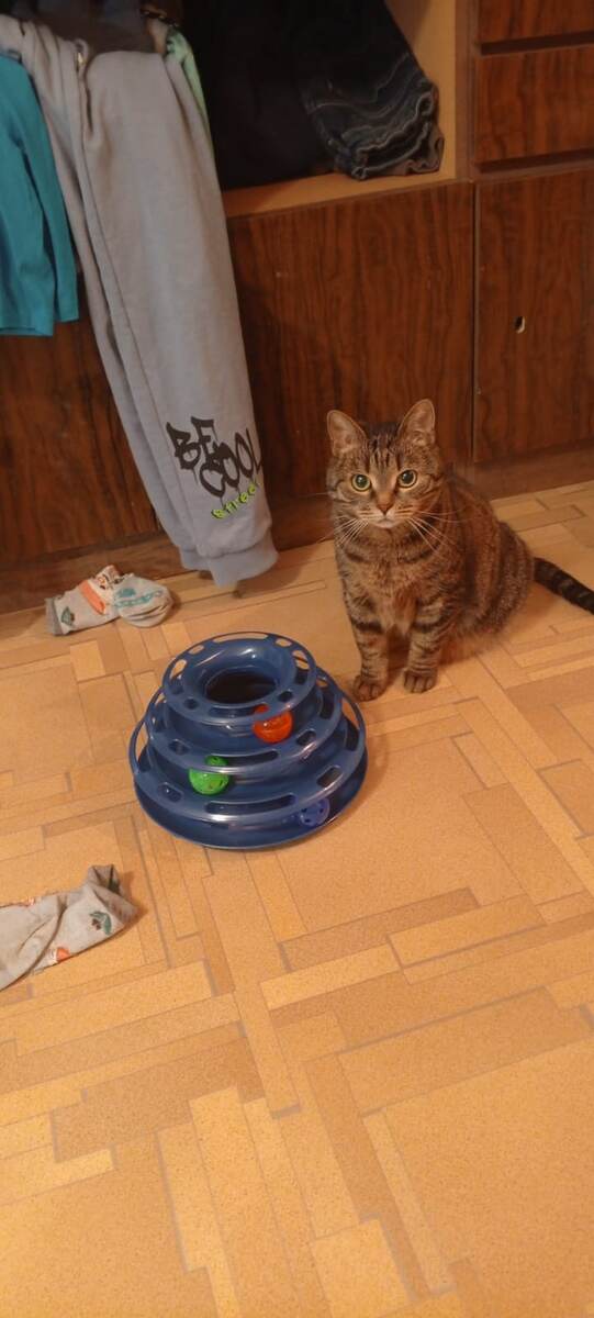 Вот купила ты мне эту игрушку. А кто тебя просил? Играй теперь сама!