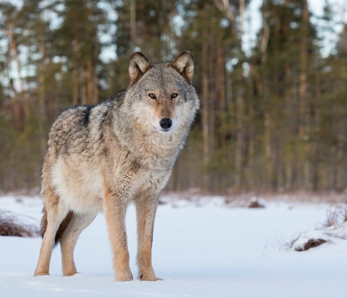 Фото из Яндекса