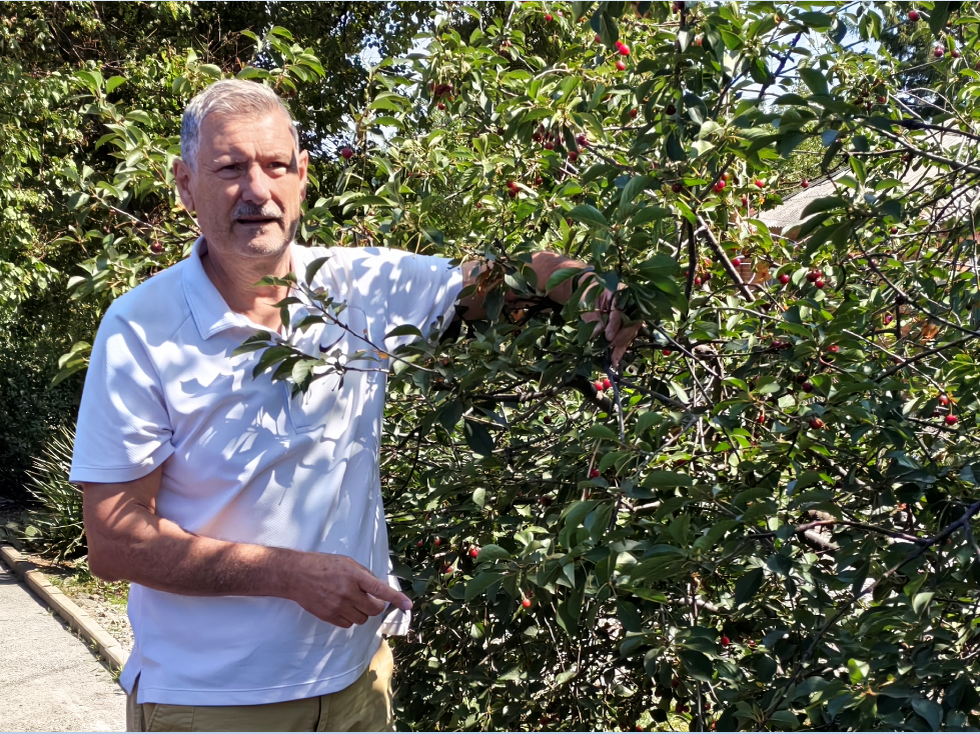 Мечта подагриков! 