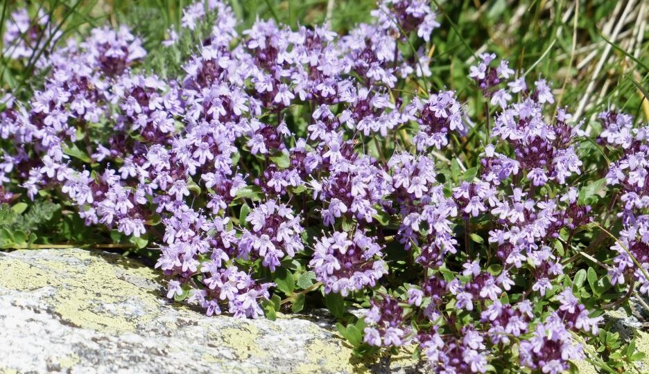 Сбор и сушка чабреца: как сохранить максимум аромата и пользы