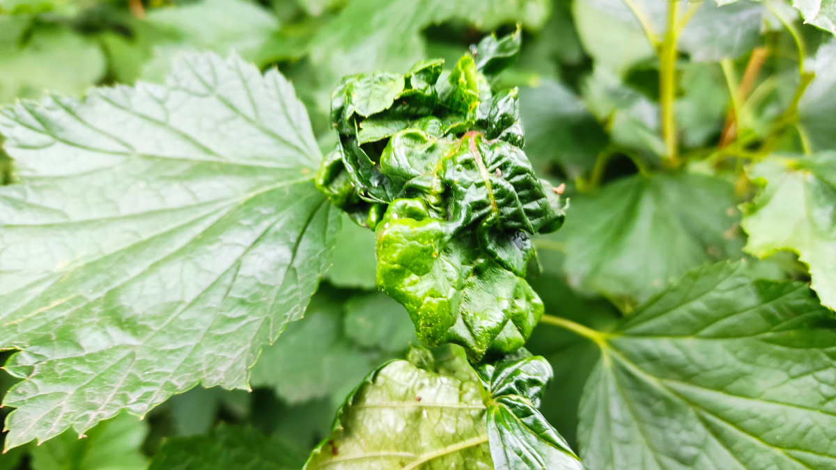 Галловая тля - это распространённый вредитель, который может нанести серьёзный урон саду или огороду. 