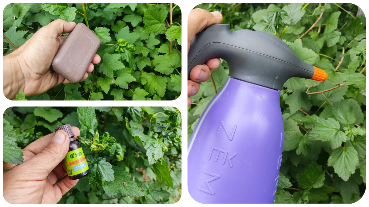 В этом случае вам поможет проверенный временем рецепт рецепт. Такая обработка абсолютно безопасна для человека, домашних животные и полезных насекомых.