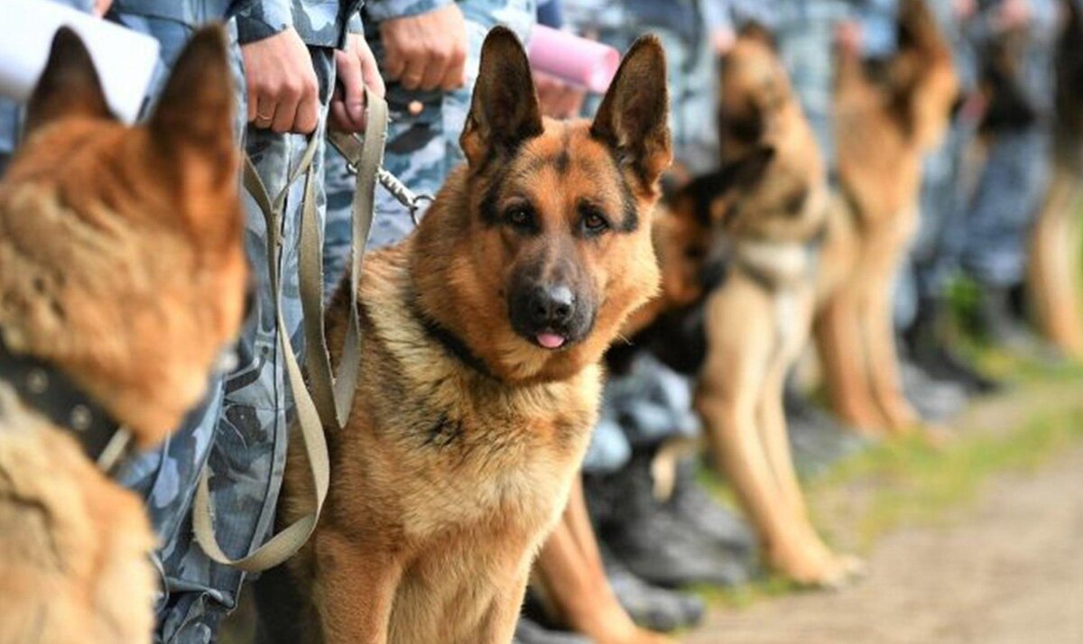    © ГУФСИН России по Пермскому краю