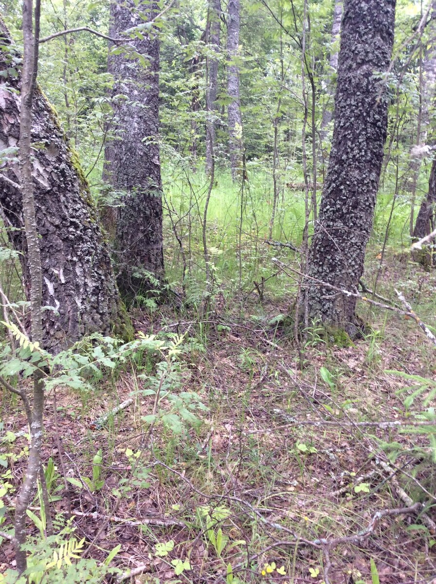 Фото Сергея Заплаткина. 20.06.25