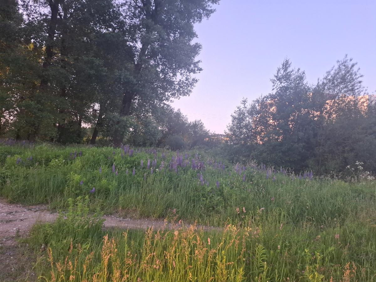 Минск в июне. Везде цветет люпин и трава до пояса (если не косить), очень много дождей было