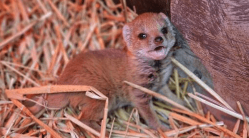 Сбежавший из зоопарка мангуст оказался в баре