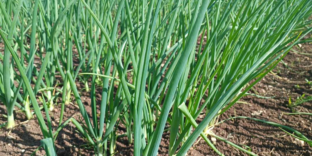 Лук желтеет? Боремся с луковой мухой в конце июня и спасаем урожай