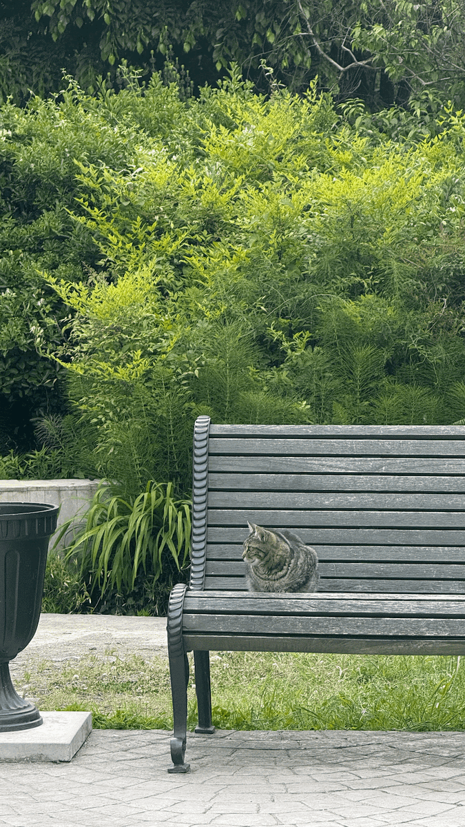 Ну как пройти мимо котика?