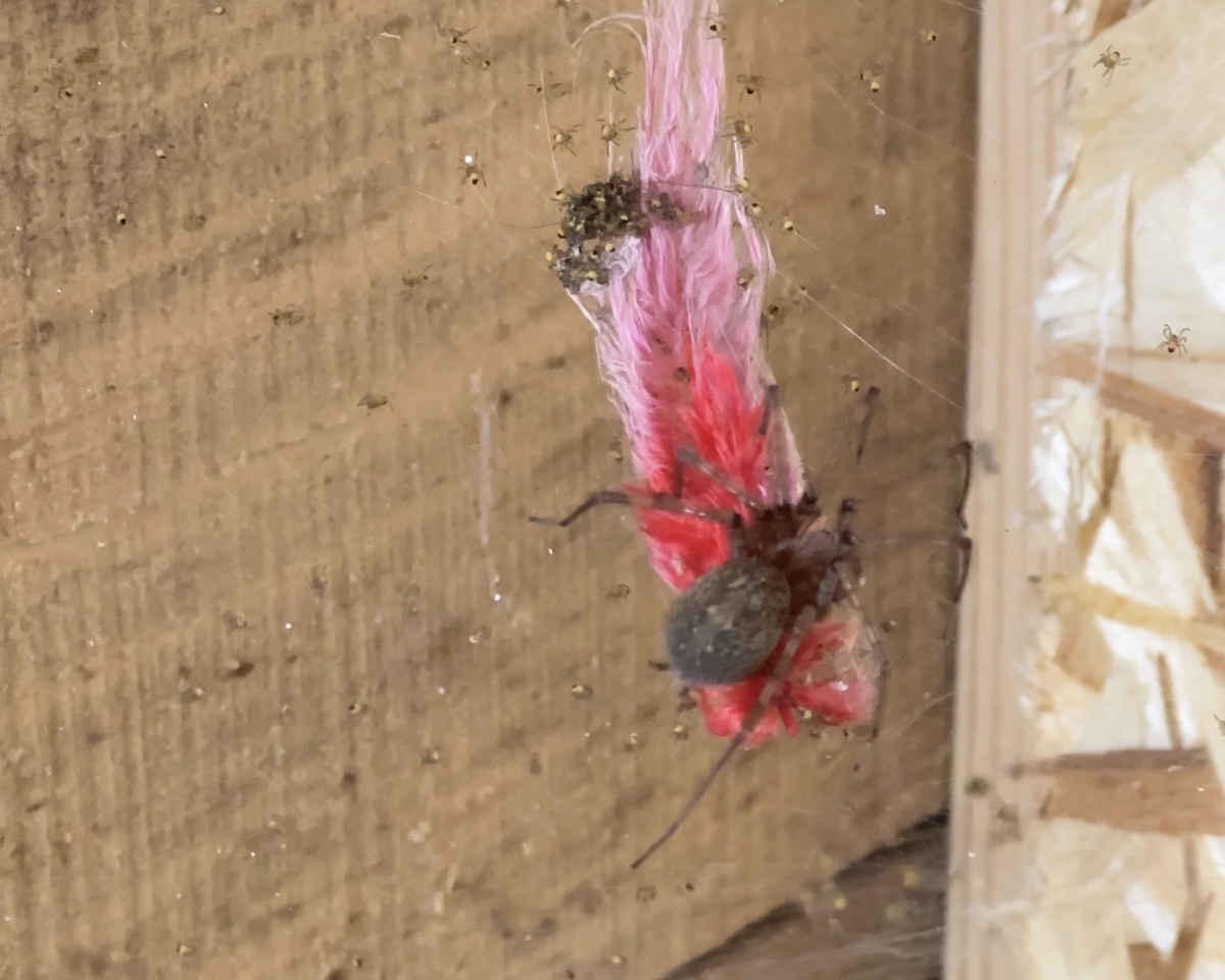 Огромный паук вцепился в перо попугая*