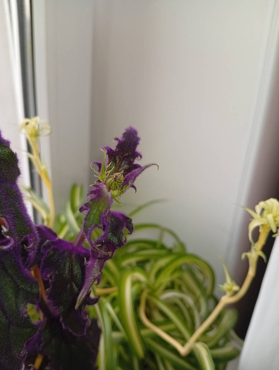 Считайте меня сумасшедшей, но я хочу это понюхать 😁🙈