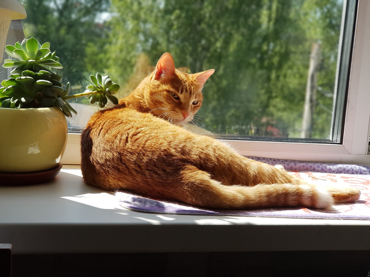 Моя Саффи. Только что сняла. Она умывалась после обеда, а я попросила её на секунду отвлечься, чтобы фото не смазалось. :)