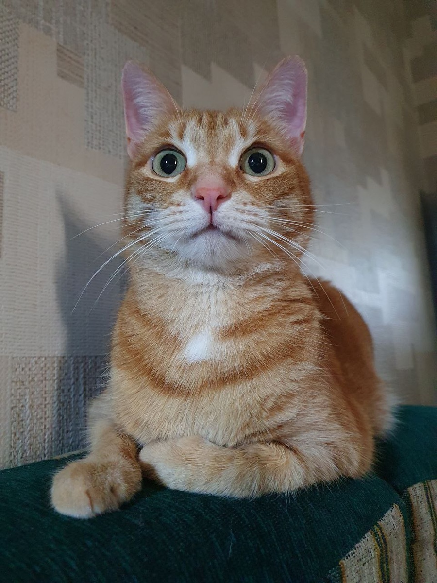 Смешная морда. Это вчера вечером что-то услышала, насторожилась.