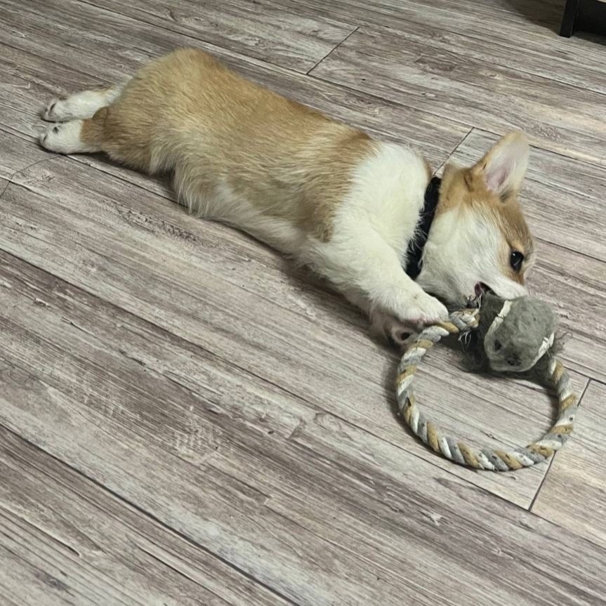 Малыш корги