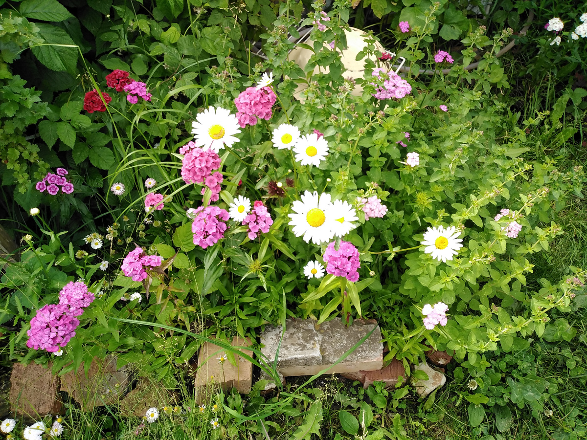 Разнотравье