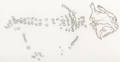 Скелет триассуруса.